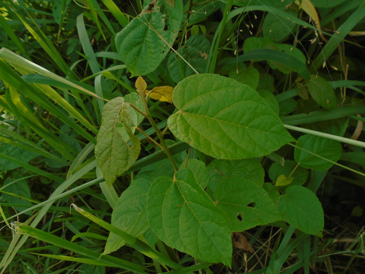 Croton caudatus Geiseler